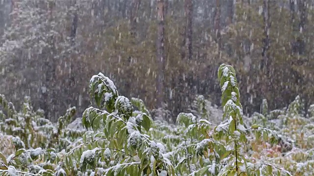 森林里的第一场雪。小树被雪覆盖着。视频素材