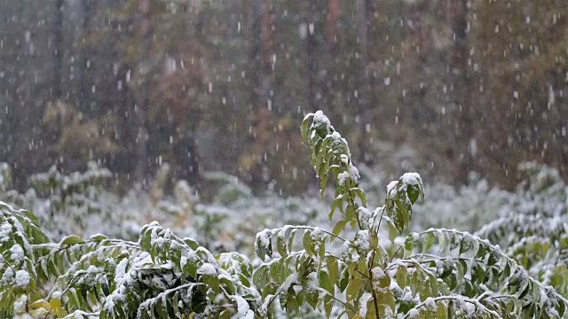 森林里的第一场雪。小树被雪覆盖着。视频素材