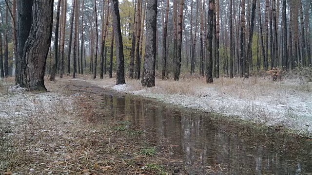 森林里的第一场雪。路上的水坑。视频素材