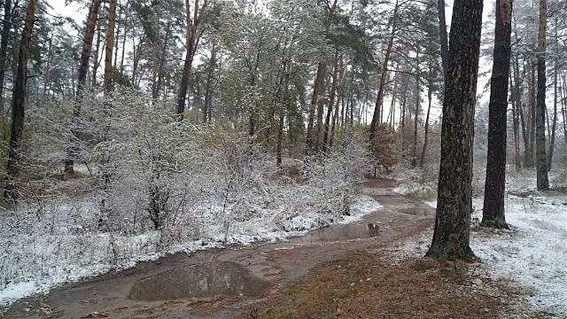 森林里的第一场雪。路上的水坑。视频素材