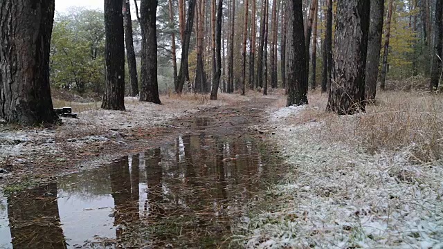 森林里的第一场雪。路上的水坑。视频素材