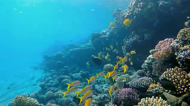 红海上的鲷鱼群/马萨阿拉姆视频素材