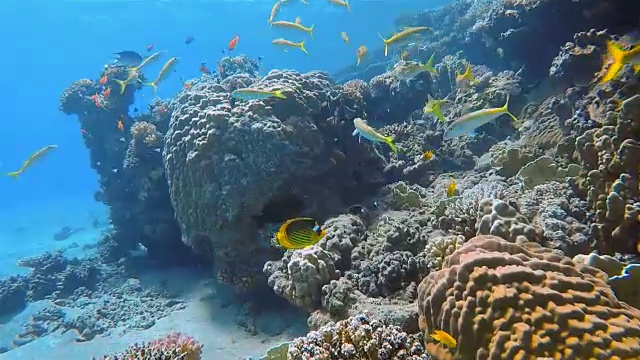 珊瑚礁/红海/马萨阿拉姆鲷鱼学校视频素材