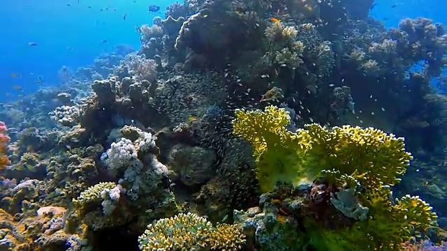 在马萨阿拉姆/红海的珊瑚礁上潜水视频素材