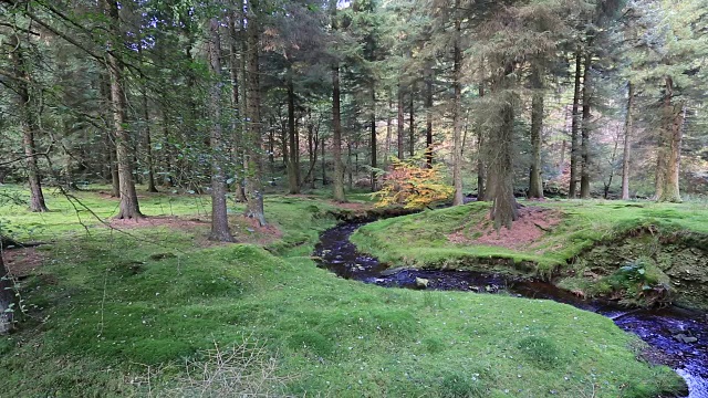 英格兰，英国，峰区国家公园，德比郡，德文特水库旁的林地里秋色视频素材