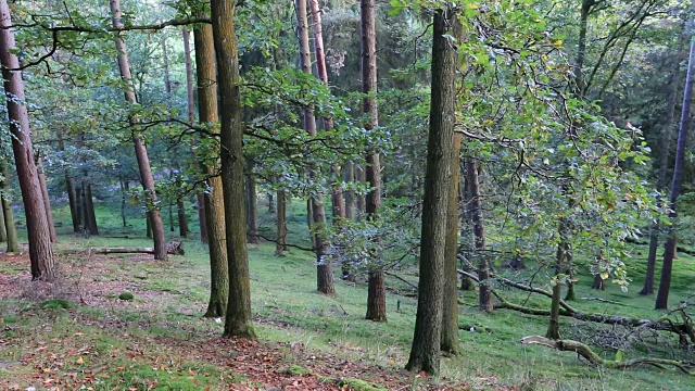 英格兰，英国，峰区国家公园，德比郡，德文特水库旁的林地里秋色视频素材