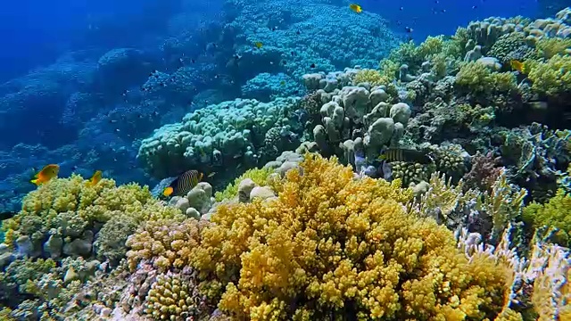 珊瑚礁的海底海洋生物和许多热带鱼/红海视频素材