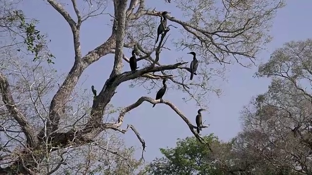 巴西潘塔纳尔的新热带鸬鹚视频素材