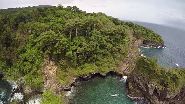 丛林复合Weh视频素材