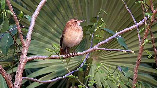 Rufous Hornero，潘塔纳尔，巴西视频素材