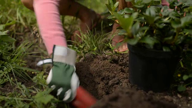 女人在花园里种植视频素材