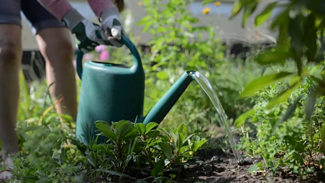 女人在花园里种植视频下载