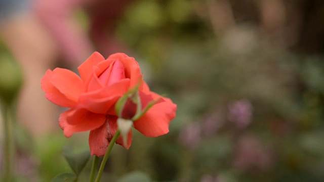 女人在花园里种植视频素材