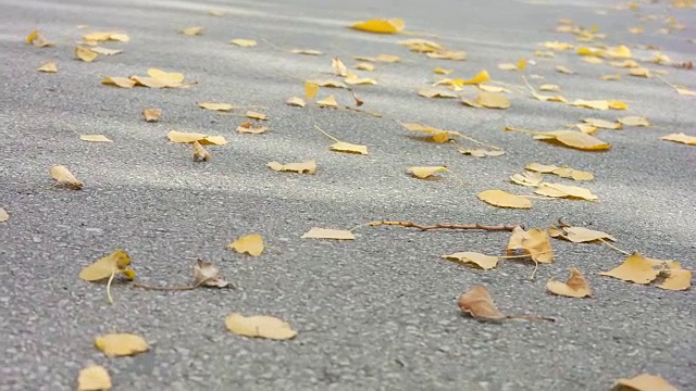 秋天和道路视频素材