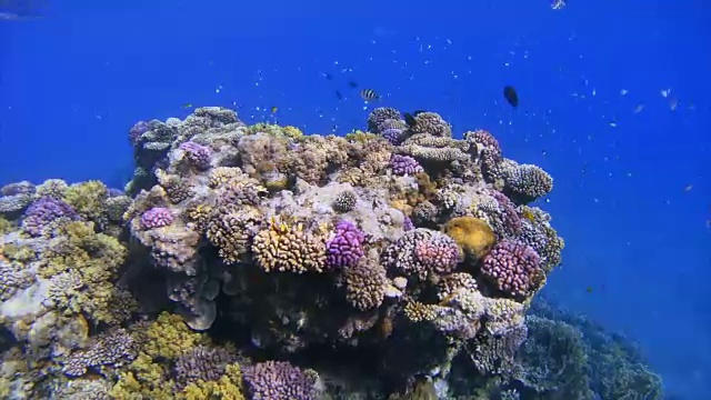 珊瑚礁上的水下海洋生物与小热带鱼/红海视频素材