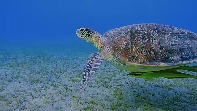 在红海游泳的绿海龟和鮣鱼/马萨阿拉姆视频素材