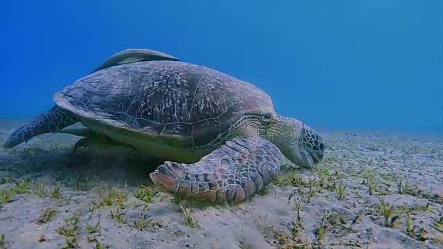 在埃及红海的海草床上吃草的绿海龟视频素材