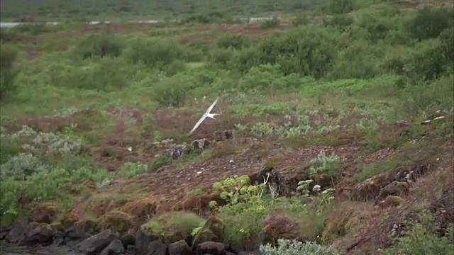 跟踪中镜头的飞鸟飞过湖和草岸视频素材