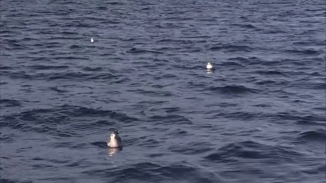 海鸥在平静的水面上漂浮的中景视频素材