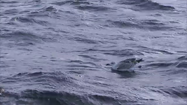 海鸥浮在水面上，然后飞走的特写镜头视频素材