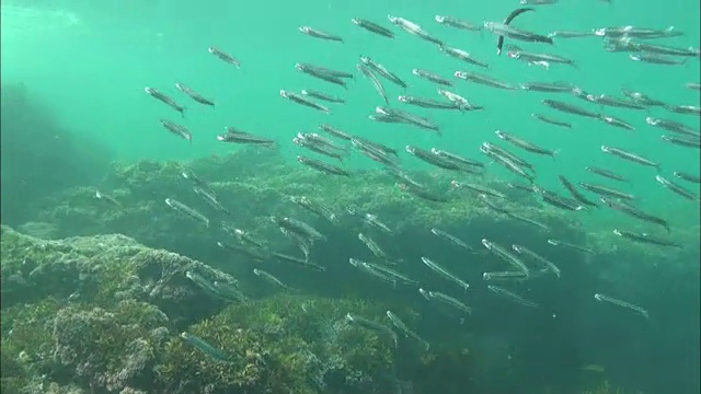 一群凤尾鱼在韩国海游泳视频素材