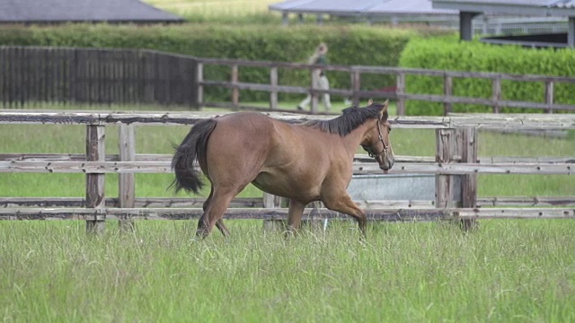 一岁的幼仔在田野里小跑视频下载