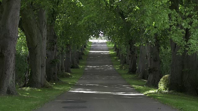 林荫的道路视频下载