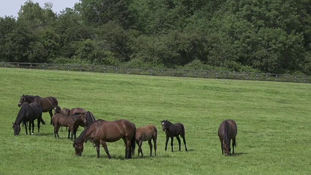 田野里的母马和小马驹视频素材