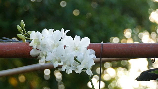 花园里的白色兰花视频素材