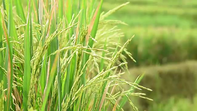 新鲜的水稻穗全高清镜头视频下载