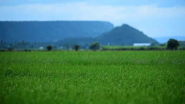 玉米田翠绿的视频素材