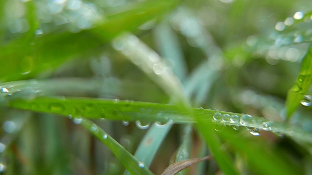 带露珠的草。视频是毛圈视频素材