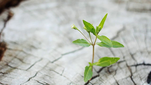 在树桩上发芽新生命视频素材