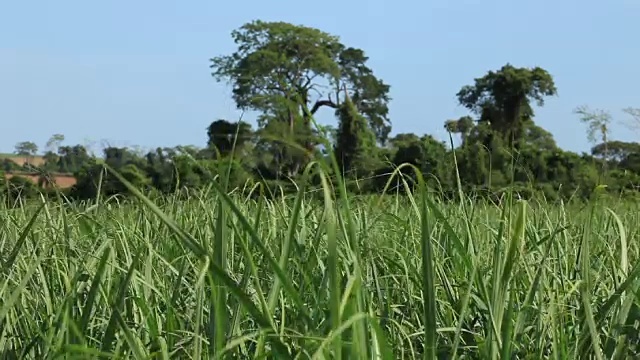 巴西圣保罗乡村的甘蔗种植园视频素材