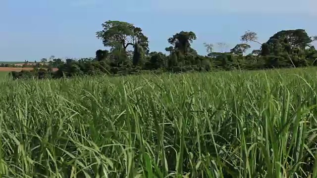 巴西圣保罗乡村的甘蔗种植园视频素材