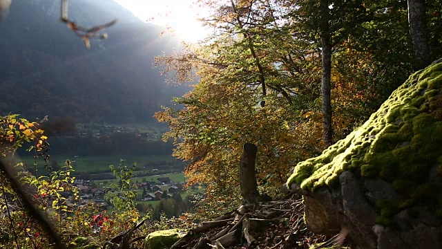 一名男性徒步旅行者在山村上方的秋日森林中行走时滑倒视频素材