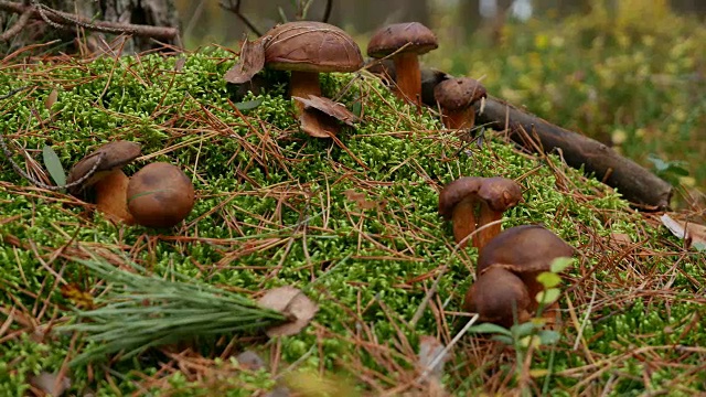 森林苔藓蘑菇视频下载