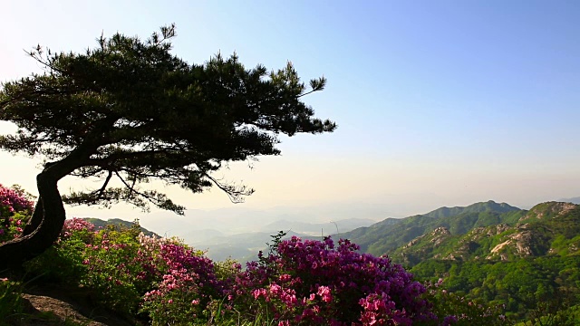 黄麦山皇家杜鹃花景(韩国多部电影拍摄地)视频素材