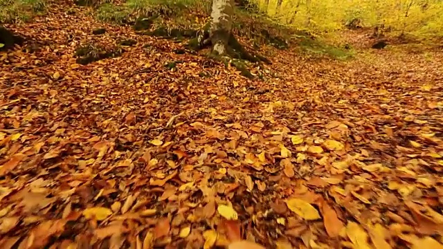 秋天的风景视频素材