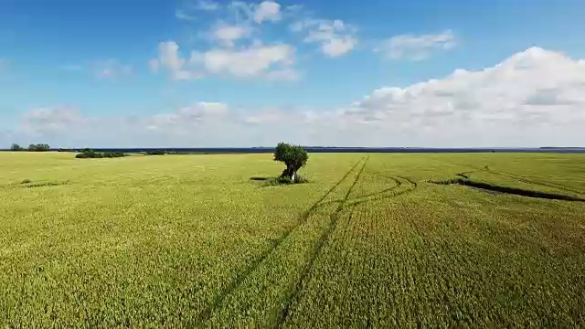 成功:无人机在麦田里孤独的树旁飞行视频下载