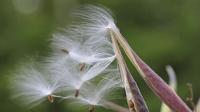 乳草属植物种子视频素材