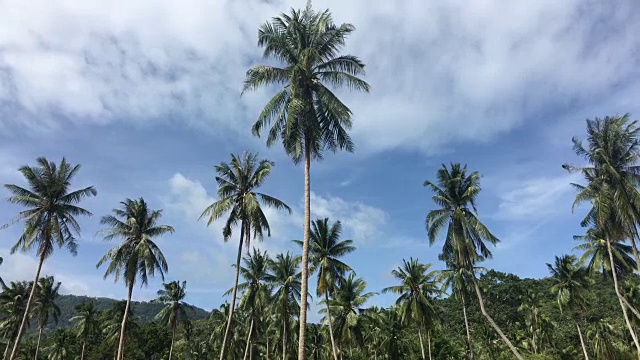 阳光明媚的沙滩上有椰子树视频素材