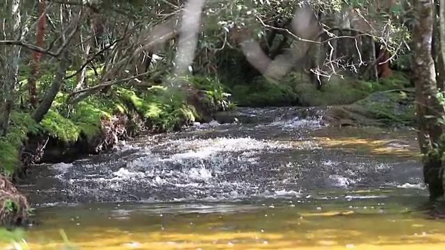 河流、运河和小溪在森林中流动。视频素材