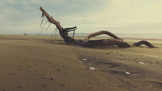 日志在海滩。视频素材