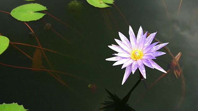 池塘里的荷花视频素材