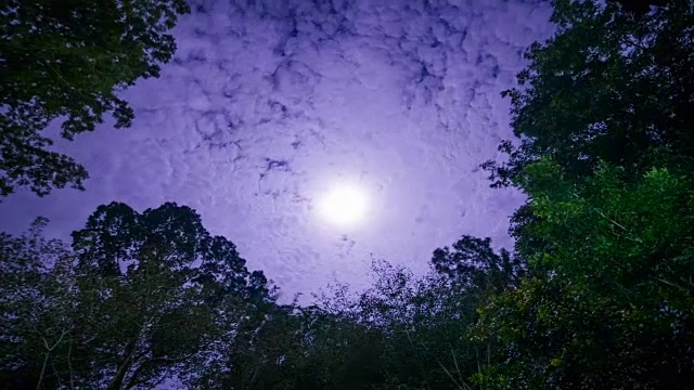 夜晚的月亮升起在常青树森林与云的通过视频素材