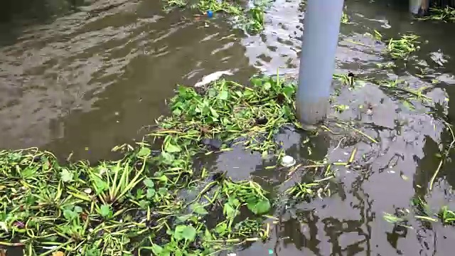 水风信子在河里视频素材