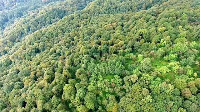 在伊朗神秘的森林里飞过绿色的植被。视频素材