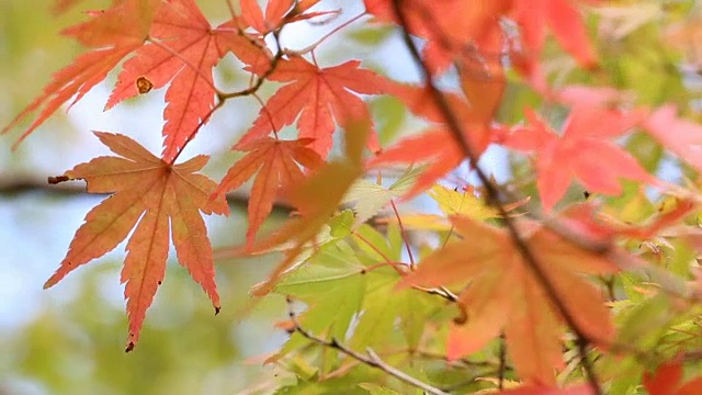 秋天的枫叶视频下载