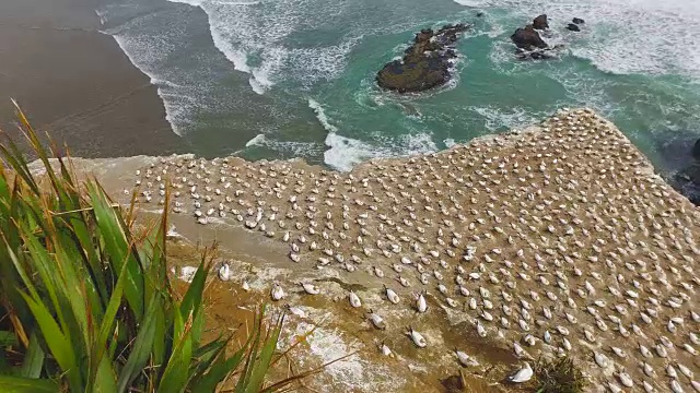 Muriwai塘鹅的殖民地。视频素材